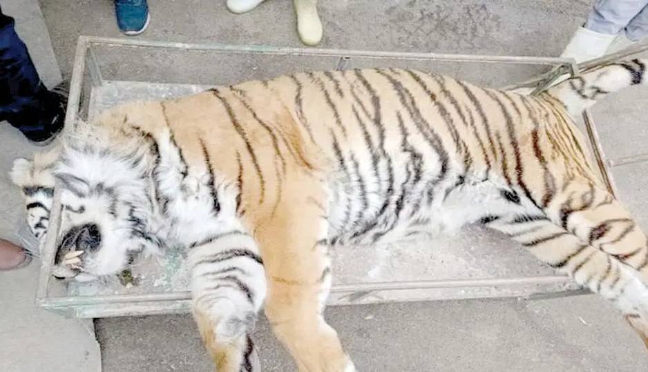 کالبدشکافی پرونده «ونداد»؛ سم یا پانکراتیت؟