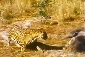 جدال دیدنی جگوار و مورچه خوار