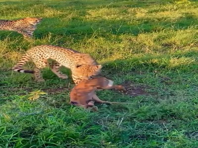 لحظه شکار یک بچه گوزن توسط دو یوزپلنگ