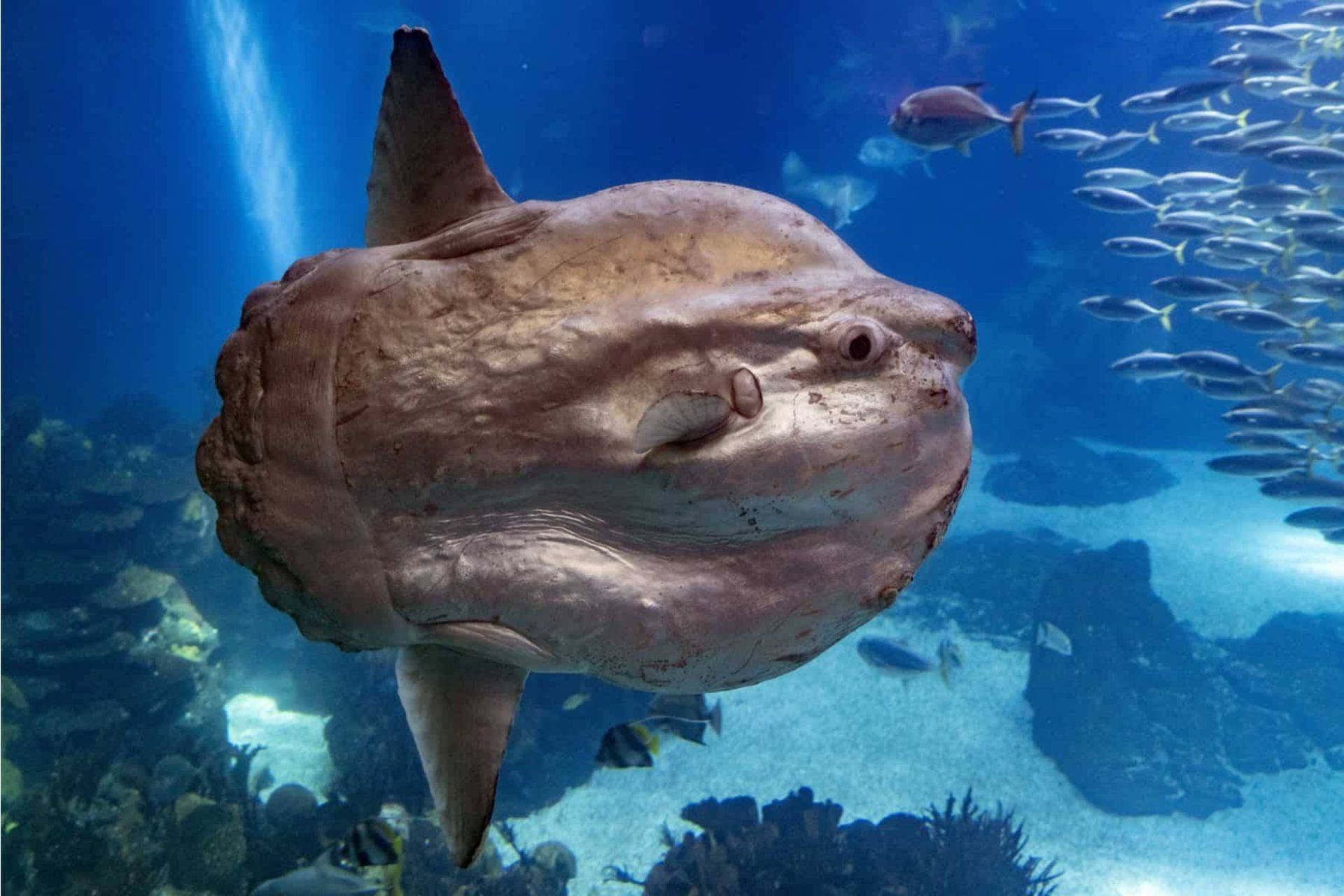 گوناگون/عجیب‌ترین و به‌دردنخورترین ماهی اقیانوس