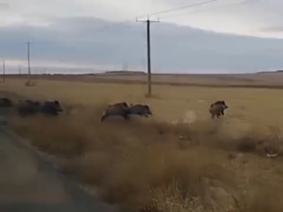 عبور عجیب گله گراز وحشی از جاده ای در شهرستان راز خراسان شمالی