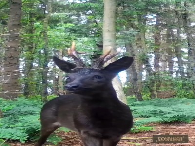 گوزن زرد نوعی نادر از شوکای معمولی