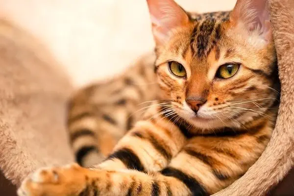 نجات گربه گیر کرده میان میلگردهای یک ساختمان