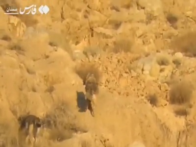 گله گرگ‌های خاکستری در جاشلوبار