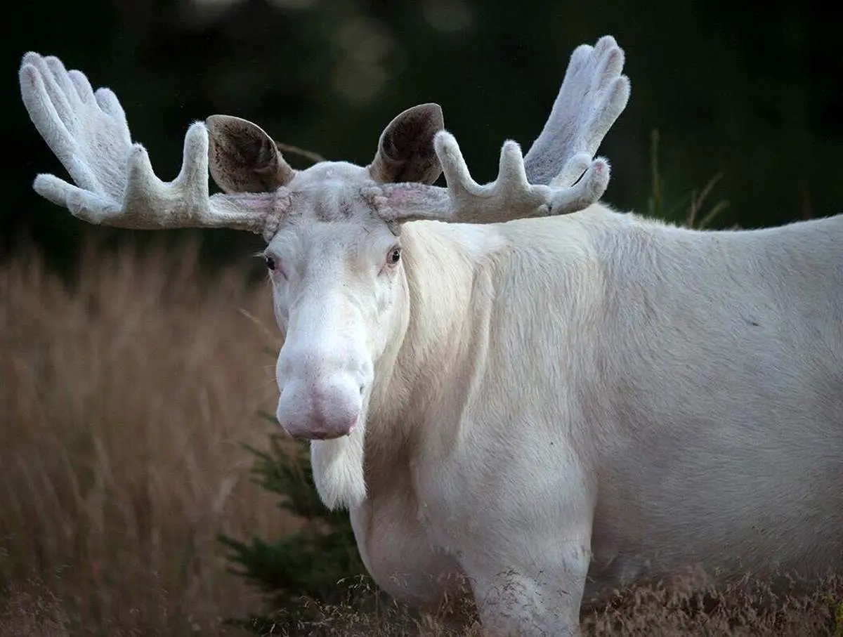 تصاویری نادر از گشت و گذار گوزن‌های سفید آلبینو