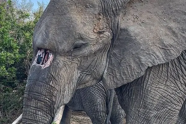 مشهورترین فیل پارک کروگر با سوراخ مادرزادی در خرطوم