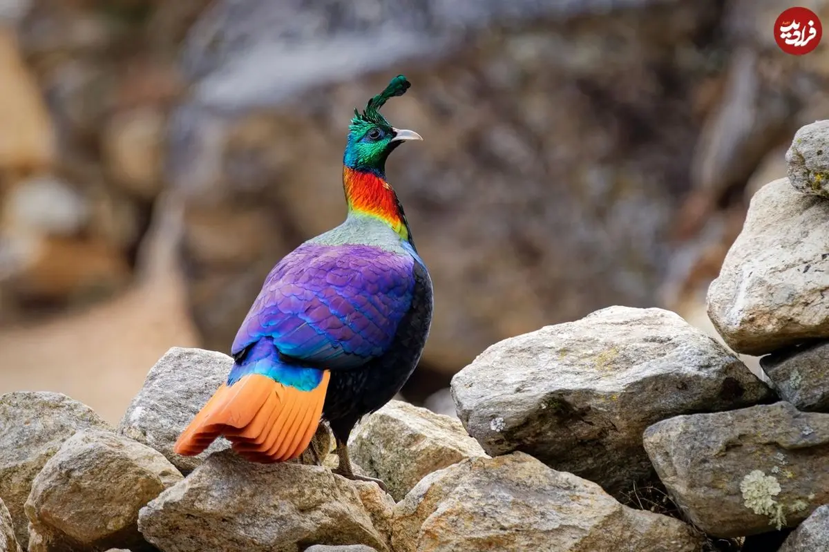 گوناگون/ «کاکل‌پری»؛ پرنده‌ای که مثل جواهر در کوهستان‌های آسیا می‌درخشد