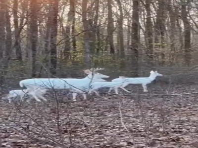 گشت‌و‌گذار خانوادگی گوزن‌های سفید