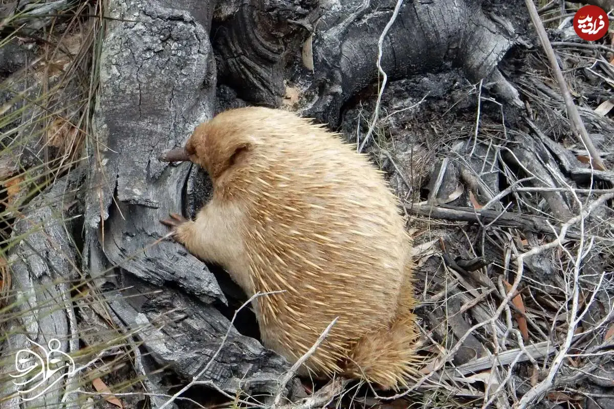 گوناگون/ کشف پستاندار عجیبی که مثل پرنده تخم می‌گذارد!