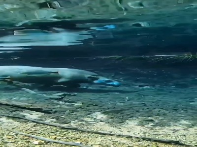 تاپیرها کوهنوردان عالی هستند !