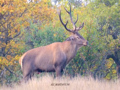 گاوبانگی گوزن قرمز، جنگل‌های هیرکانی