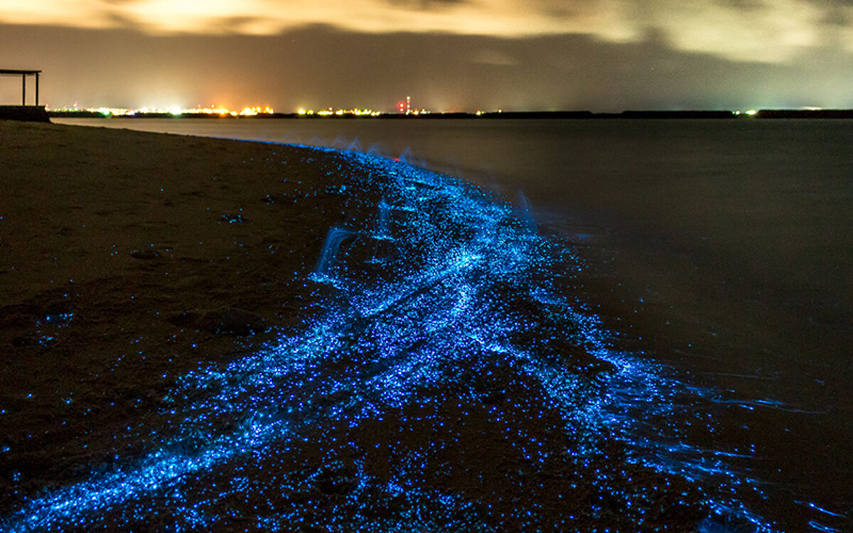 پدیده شب‌تاب در ساحل چابهار