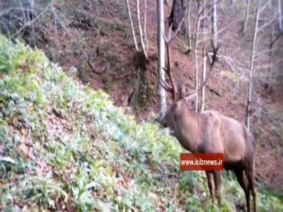 تصاویری از مرال یا گوزن قرمز در جنگل‌های لنگرود