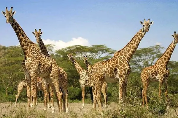 نجات یافتن یک زرافه در رودخانه خروشان