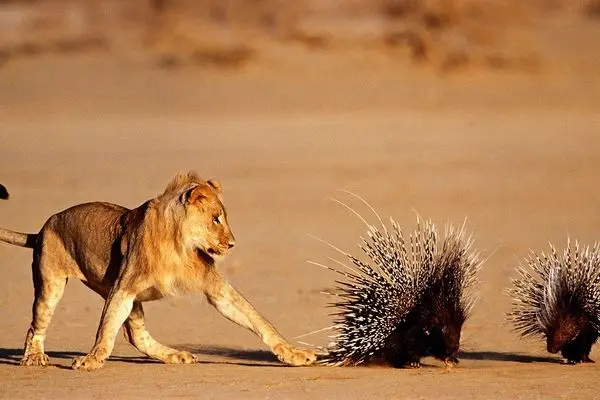 تقابل شیر جوان با جوجه‌تیغی در دل طبیعت وحشی