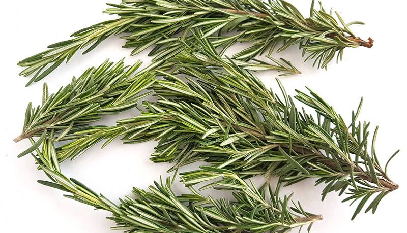 رزماری، مرهم سریع زخم‌ها می‌شود