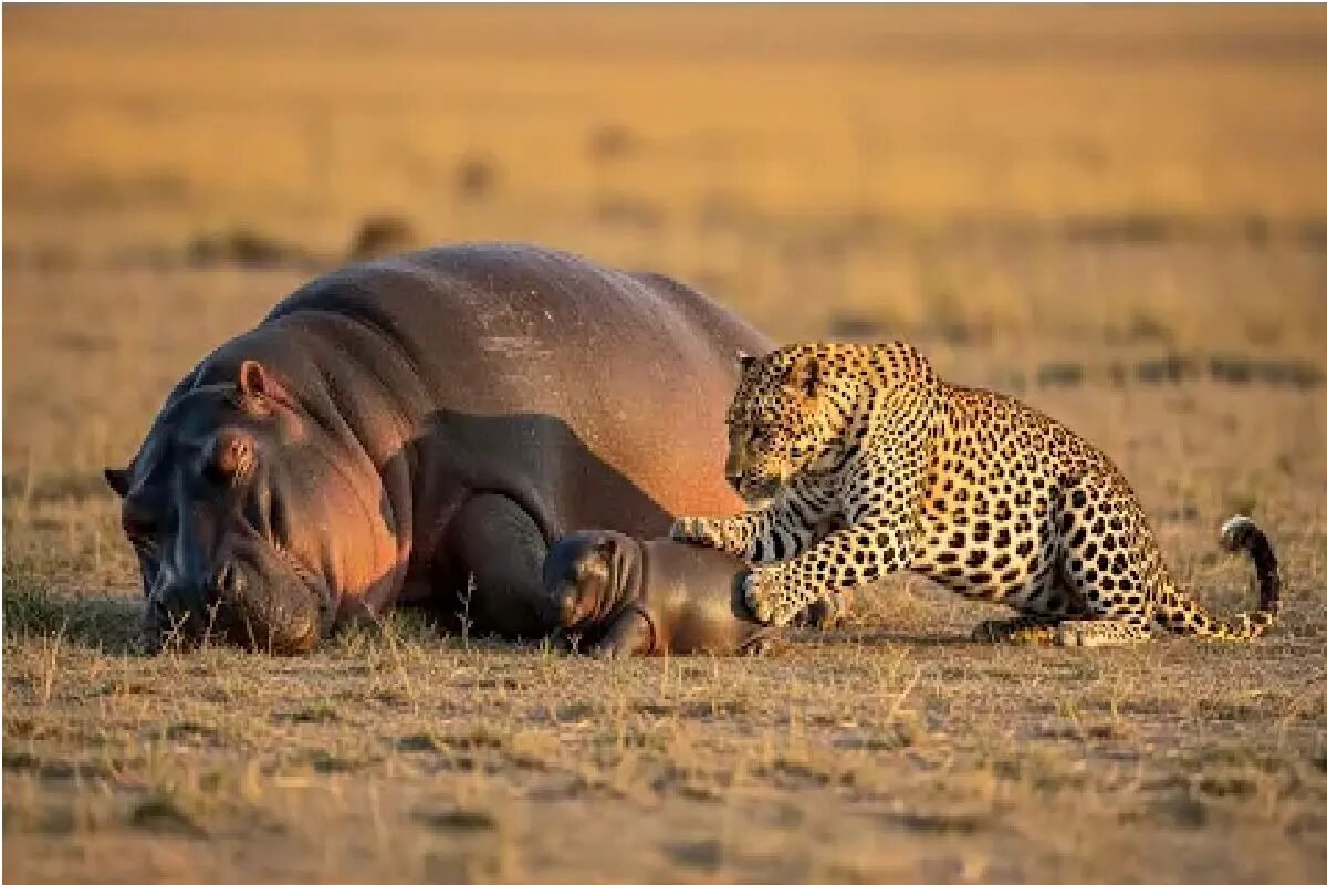 جسارت توله‌پلنگ‌ها و رویارویی پرتنش با اسب آبی