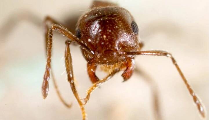 مادرکُشی در کلونی مورچه‌ها؛ ترفند هولناک ملکه‌های انگل!