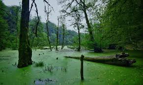 مرداب دریوک یکی از مناطق اسرارآمیز ایران