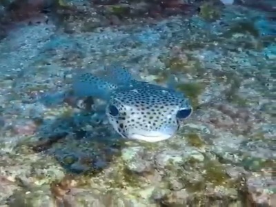 جوجه تیغی واقعی ،یک ماهی است !