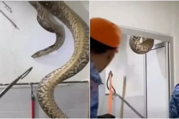 مار غول‌پیکر در سقف حمام، یک خانواده را وحشت‌زده کرد!