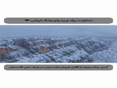 سکوت برف و رد پای پلنگ ایرانی در  پارک ملی گلستان