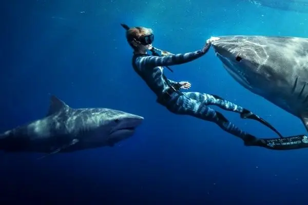 لحظه بلعیده شدن دوربین غواص توسط یک کوسه