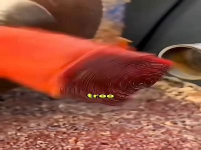 چوب کینوم؛ کمیاب‌ترین نوع عود در جهان