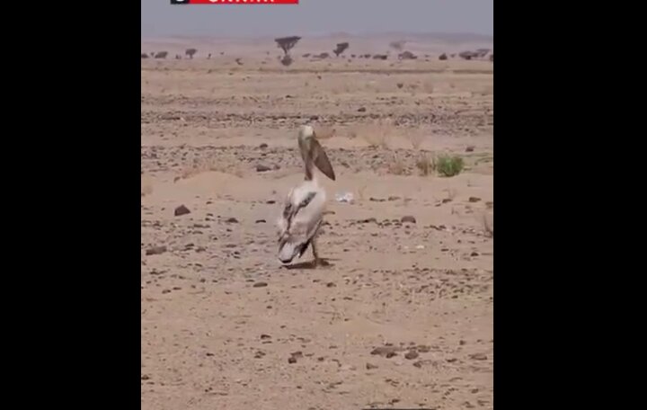 تصاویر تلخ از حضور پلیکان‌ها در خشکی دریاچه ارومیه