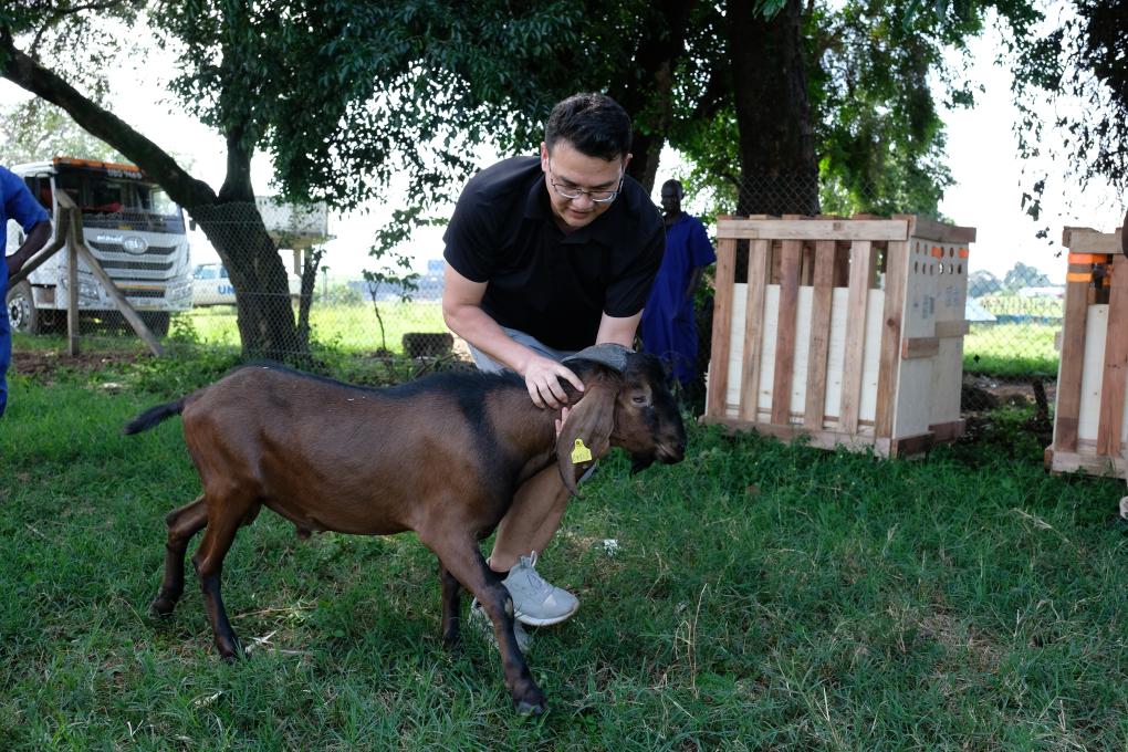 شیر پرچرب بز نوبیان