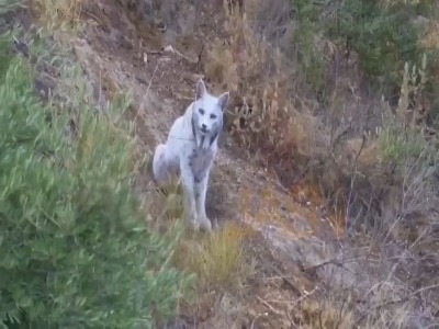 ثبت تصویر نخستین سیاه‌گوش سفید ایبری در جهان