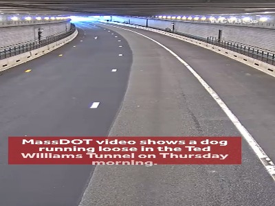 نجات یک سگ سرگردان از تونل شلوغ