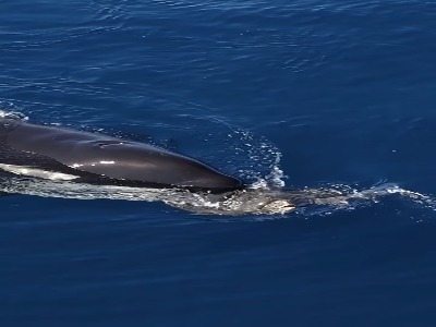 آموزش شکار لاک‌پشت‌ توسط نهنگ‌های قاتل