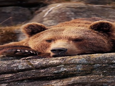 خرس قهوه‌ای در حال استراحت روی تخته‌سنگ بزرگ