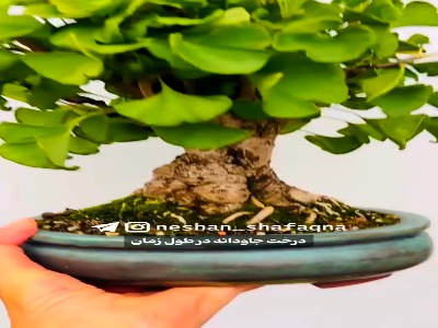 درخت جاودانه