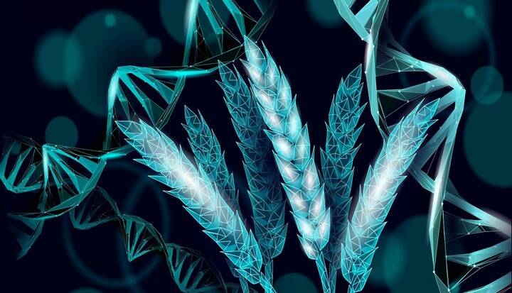 دانشمندان گندمی ساختند که خودش کود تولید می‌کند