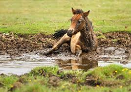 نجات اسب گرفتار در گل و لای با هلیکوپتر