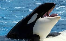 وقتی نهنگ‌های قاتل شکار لاک‌پشت‌ها را آموزش می‌دهند