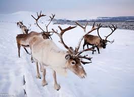 گوزن‌های شمالی در برف اسکاتلند به دنبال غذا