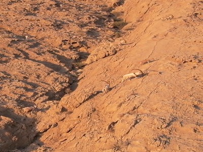 جست‌وخیز گله قوچ و میش در منطقه حفاظت‌شده هرمود لارستان