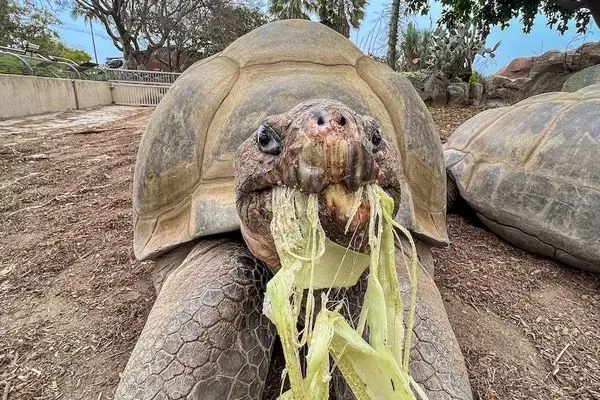 مرگ لاک‌پشت دوست‌داشتنی در 141 سالگی