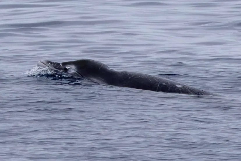 دانشمندان برای اولین‌بار نهنگی بسیار کمیاب را زنده در دریا دیدند؛ سپس به آن شلیک کردند