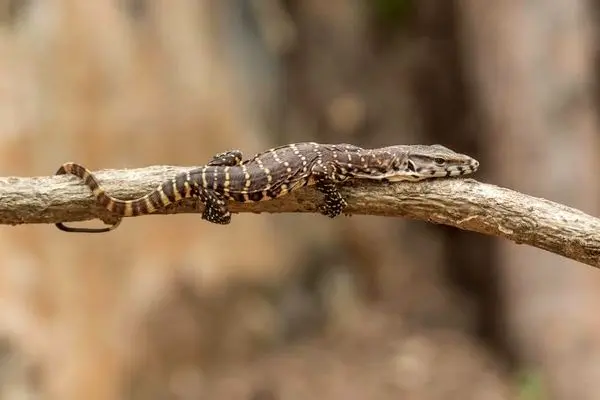 شکار خفاش روی دیوار توسط یک مارمولک