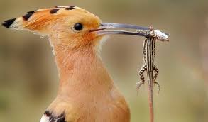 دیدن جهان نامرئی توسط هدهد