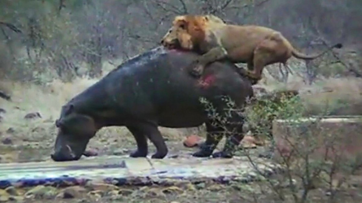 شکار راحت یک اسب آبی توسط شیر نر گرسنه