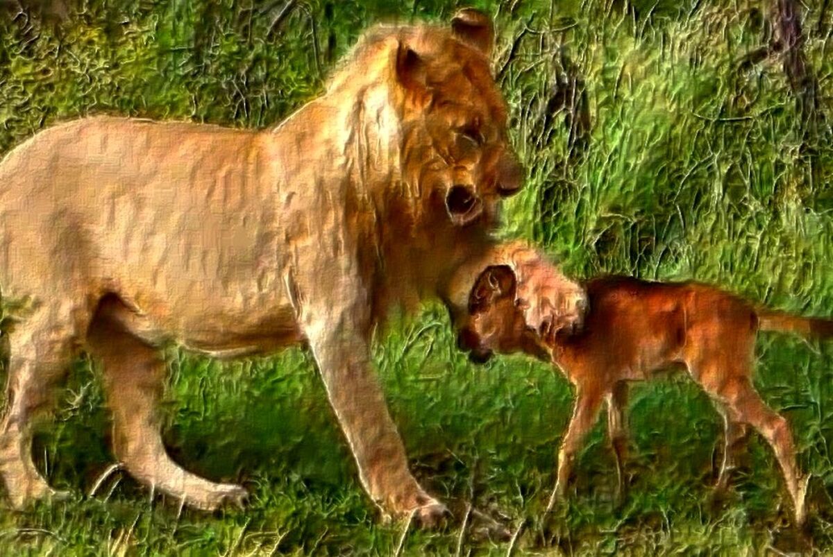 حمایت یک شیر درنده از بچه گوزن در برابر سایر شیرها