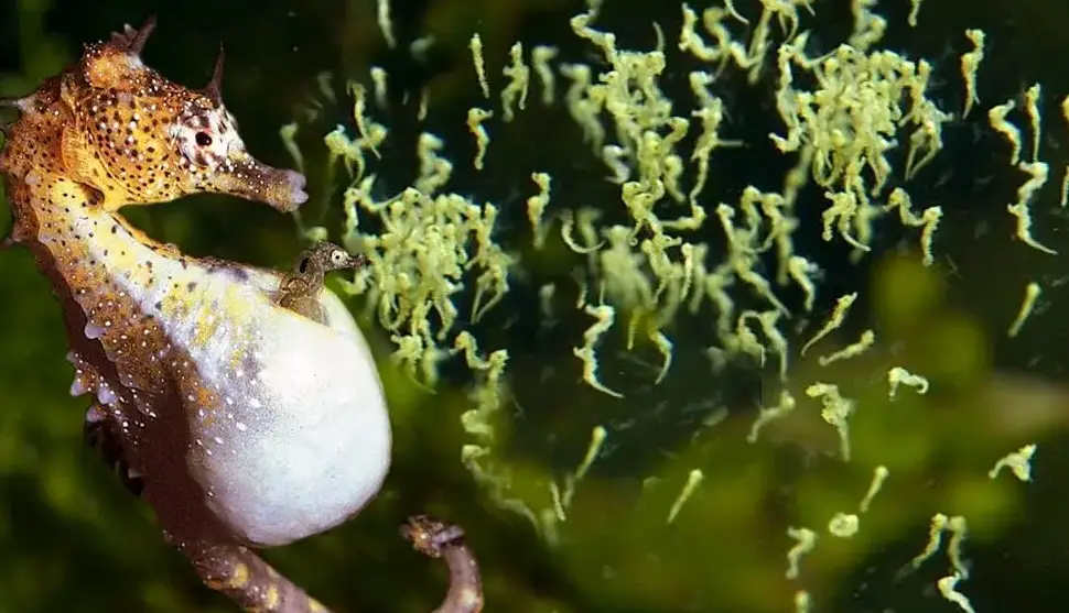 لحظه زیبای به دنیا اومدن 1000 تا بچه اسب دریایی توسط پدرشون!