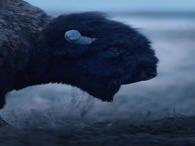 گاومیش کوهان دار امریکایی یک پستاندار صخره‌دار