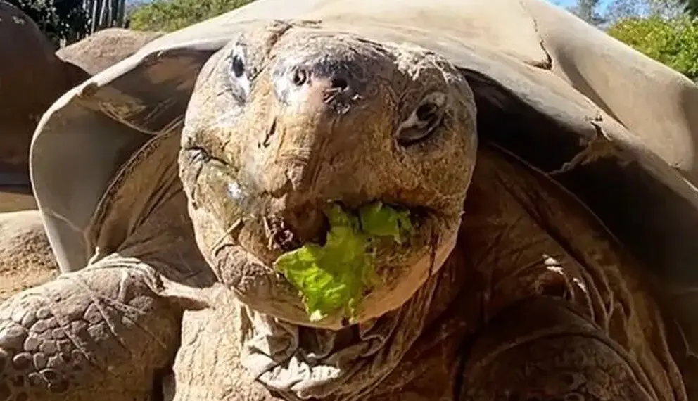گوناگون/مرگ سالخورده‌ترین ساکن باغ وحش «سن‌دیگو» در ۱۴۱ سالگی