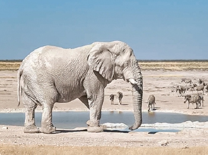 سرمقاله دنیای اقتصاد/ فیل سفید اقتصاد ایران